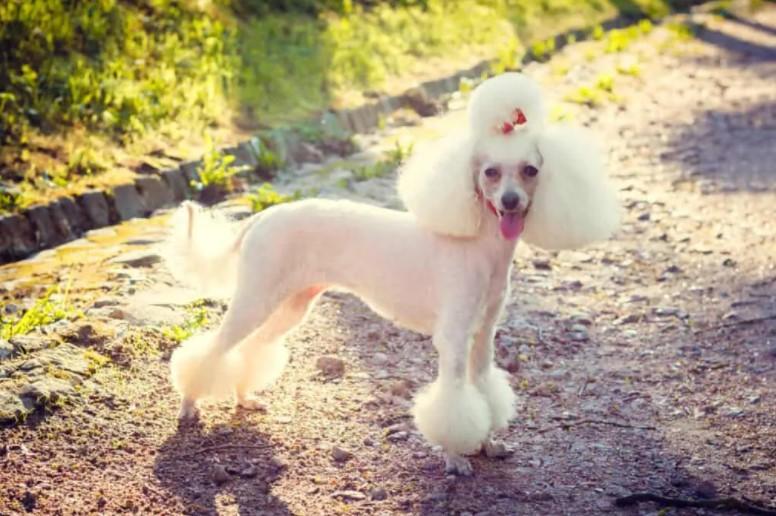 Các kiểu cắt tỉa lông đẹp & dễ thương nhất cho Poodle năm 2022 – Chuyên cung cấp thức ăn và phụ kiện cho thú cưng