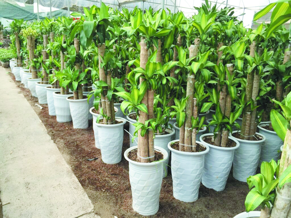 Cây phát tài trổ hoa, gia chủ mừng như vớ được vàng, nhà vườn tiết lộ bí kíp chăm sóc đặc biệt ít người biết