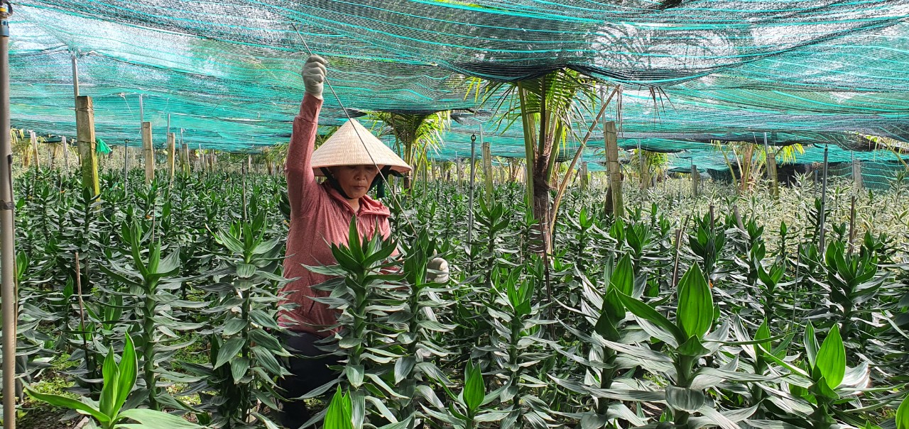 Cây phát tài búp sen mang tiền tươi cho nông dân Khánh Hòa, ai nhìn cũng mê