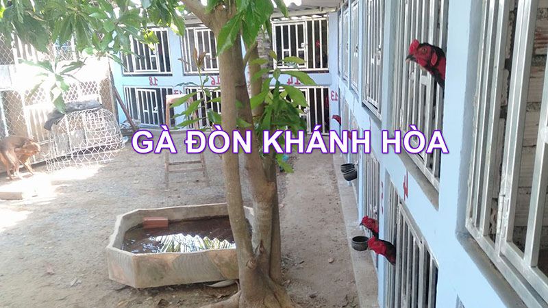 Top 5 giống gà Don ngon nhất Việt Nam