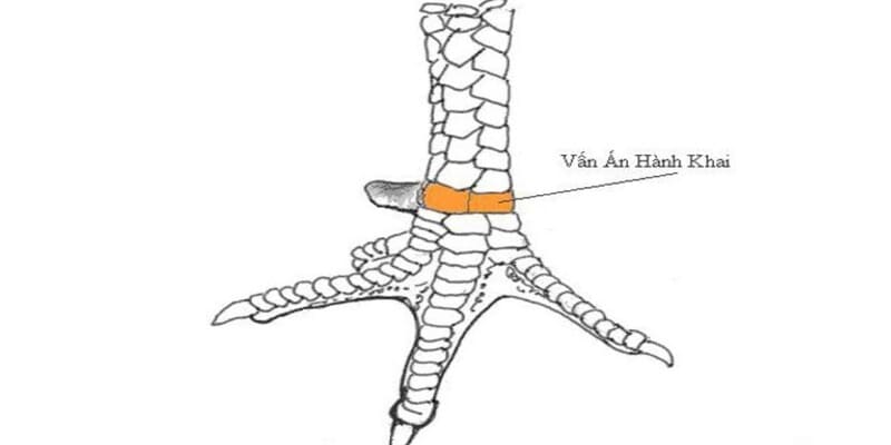 10 Loại Vảy Gà Xấu Cần Tránh Khi Gà Chọi