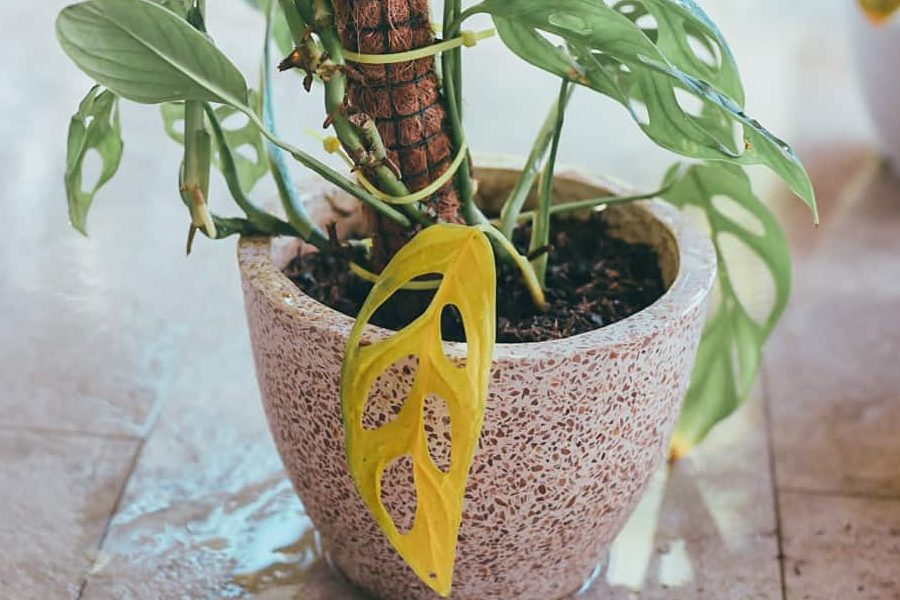 Cách chữa bệnh vàng lá ở cây Monstera - Shop Monstera kiểng lá & cây nội thất