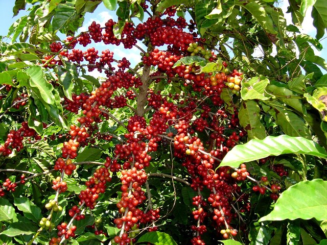 đất đỏ bazan là đất gì? cây cà phê