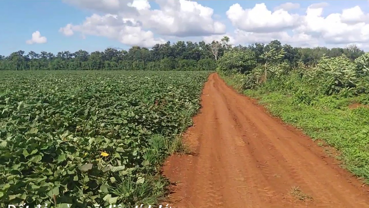 đất đỏ bazan là đất gì