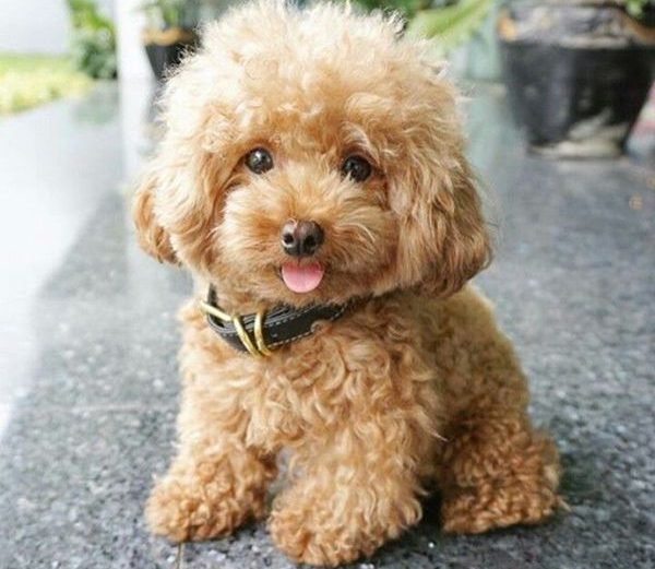 50 Ảnh Chó Poodle đẹp Teacup Tiny Toy Mini Lai  Trang chủ