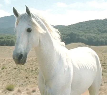 17 Con Ngựa Nổi Tiếng Trong Phim và Phim Truyền Hình