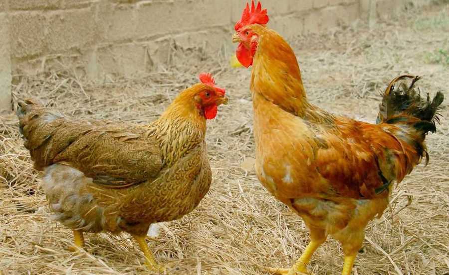 9 Bệnh Thường Gặp Ở Gà Và Cách Phòng Ngừa Hiệu Quả Nhất | TRANG TRẠI vietmos