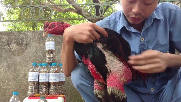 Cách nuôi gà đá bị suy hồi phục nhanh chóng - Nuôi Gà Đá