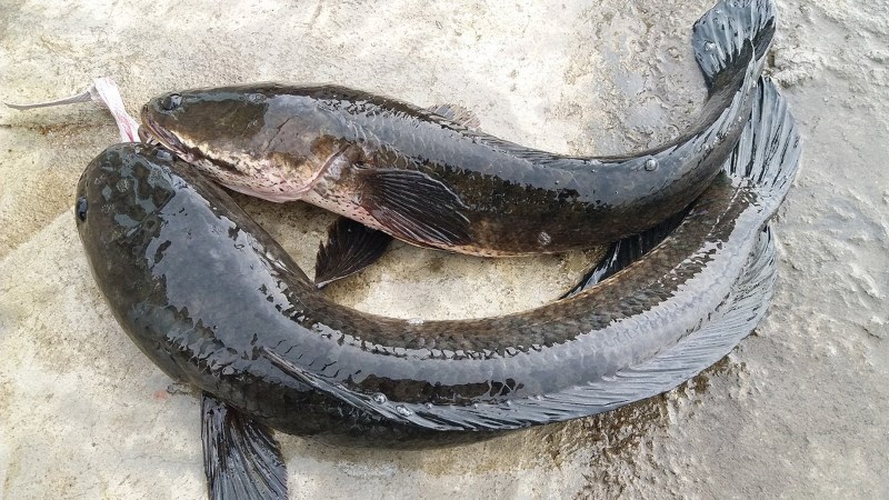 Cá lóc là gì? Cá lóc bao nhiêu calo và ăn cá lóc có tác dụng gì?