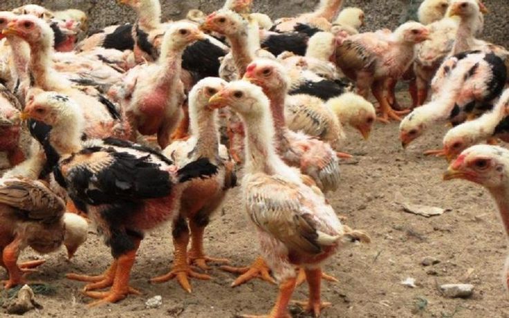 Kỹ thuật nuôi gà con thả vườn đạt năng suất cao Sau khi trải qua giai đoạn nuôi úm gà con thì sau 1 tháng có thể thả gà ra để nuôi