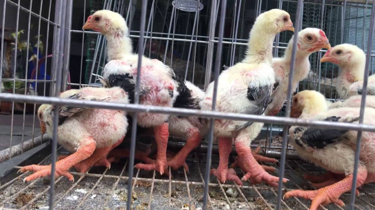 Kỹ thuật chăn nuôi và phòng bệnh cho gà đông tảo hiệu quả - Gà Thả Vườn